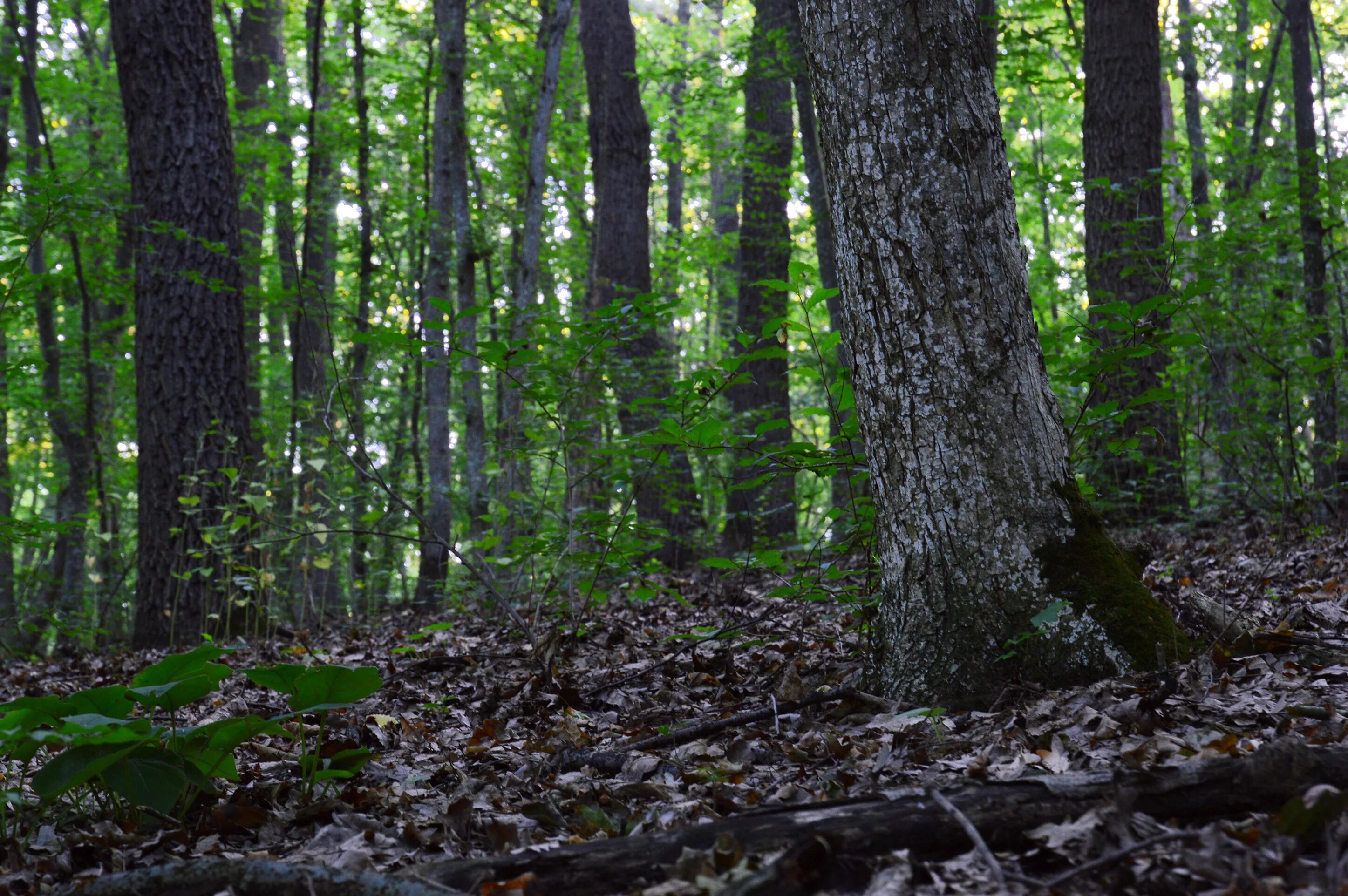 Заказник местного значения. Заказник местного значения. Дубово-липовый лес. Ларинская степь заказник. Шиловский заповедник архангельская область.