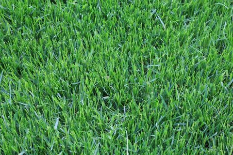 Better grass