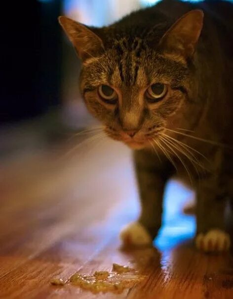 Кот блюет комком шерсти. Кот выблевал комок шерсти. Кот выблевал комок шерсти. Кот блюет комком шерсти. Кошка наблевала желтой жидкостью.