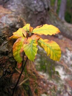 Small leaf
