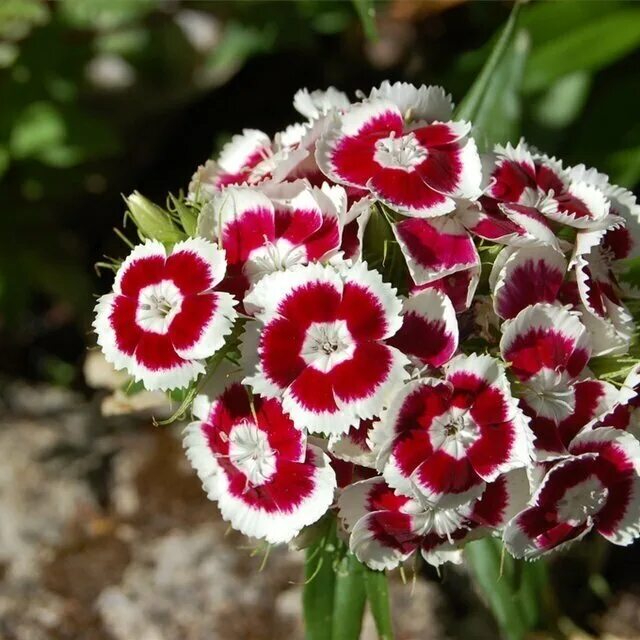 Гвоздика турецкая (dianthus barbatus). Гвоздика бородатая - dianthus barbatus. Турецкая гвоздика многолетка. Гвоздика барбатус махровая. Гвоздика турецкая диабунда.