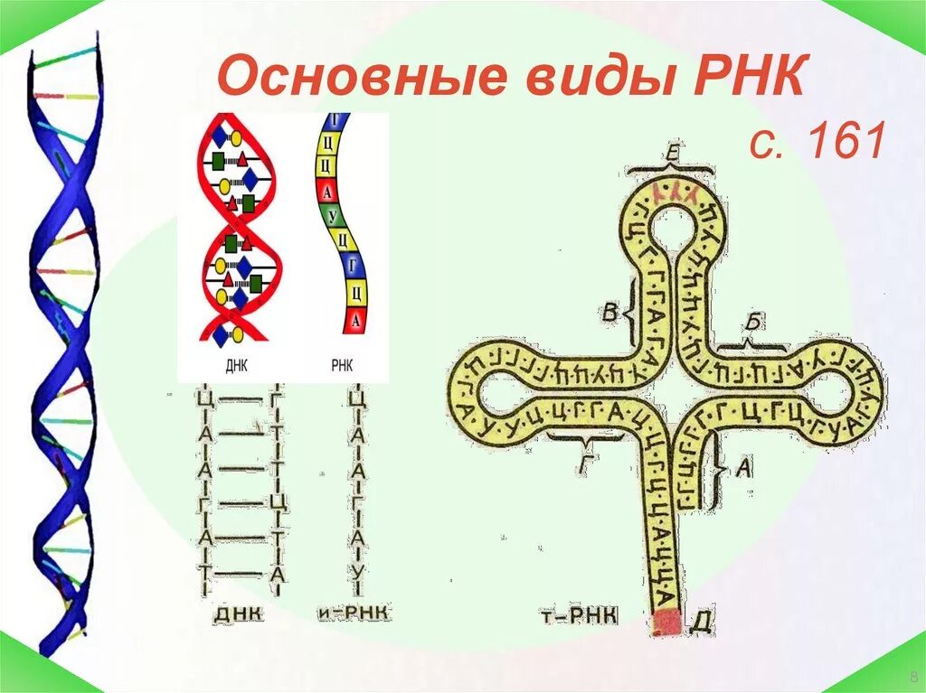 РНК рисунок. Типы РНК. Схема строения РНК. Строение ТРНК.