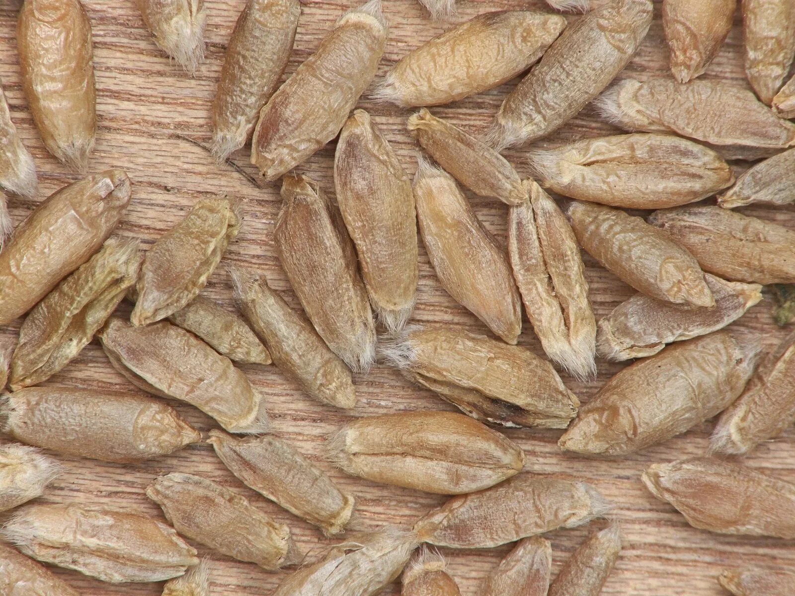 Плоская крупа арпа. Крупные зерновая. Кунжут. Зерно пшеница тритикале. Семена тритикале озимой.