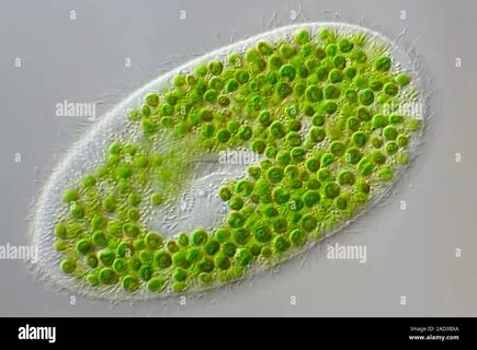 Водорослью зоохлореллой и амебой