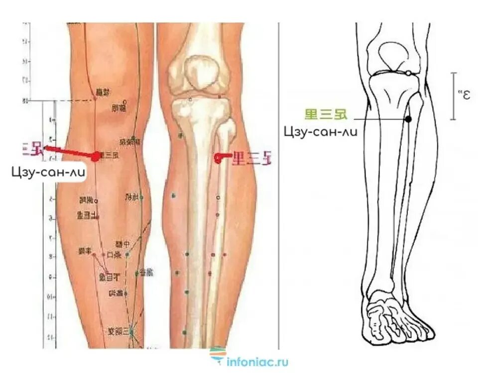 Точки долголетия» - Цзу-Сан-ли – е36. Цзу-Сань-ли (е36). Цу Сан ли точка долголетия. Цзу-Сань-ли точка долголетия.