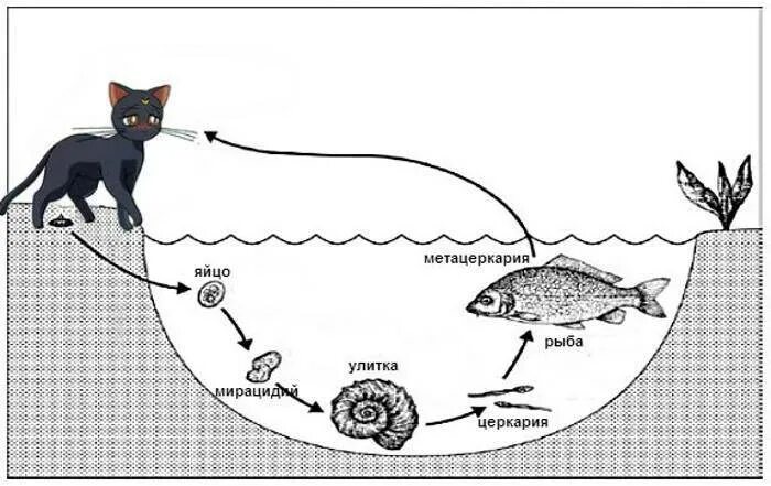 Цикл развития кошачьей двуустки. Жизненный цикл кошачьего сосальщика схема. Кошачий, Сибирский сосальщик жизненный цикл. Цикл развития кошачьей двуустки схема.