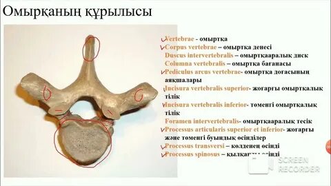 Қынапта ақ жабын бар