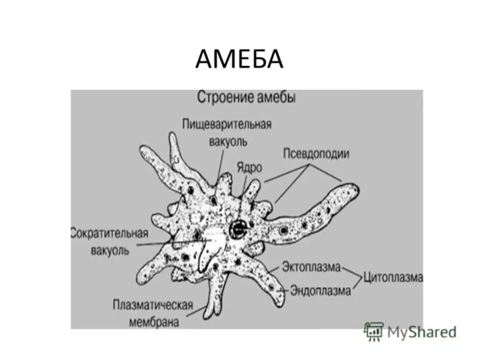 Строение амебы Протей. Строение амебы 7 класс. Строение амебы обыкновенной. Строение простейшего амёбы. Амеба систематика