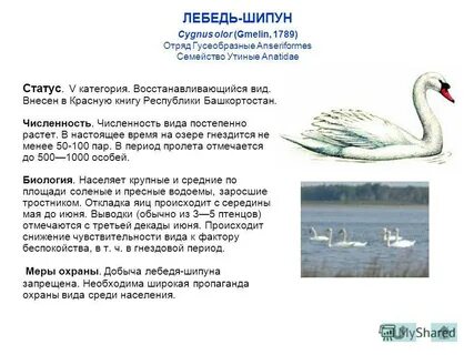 Характеристика лебедя из сказки