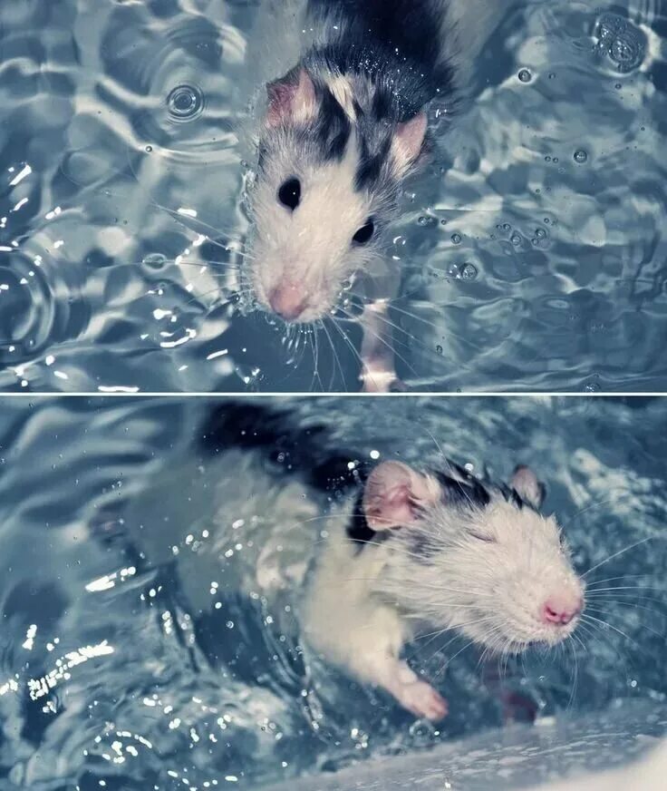 Нужно мыть крыс. Мышь в воде. Мышь плавает. Крыса плывет. Мышь в ванной.
