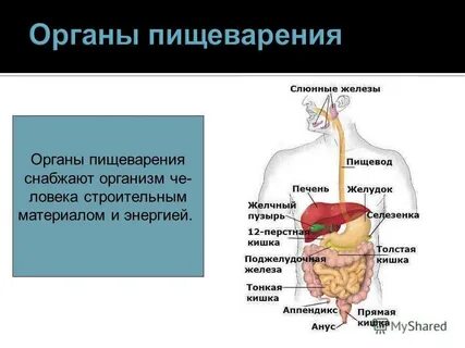 Вода в процессе пищеварения