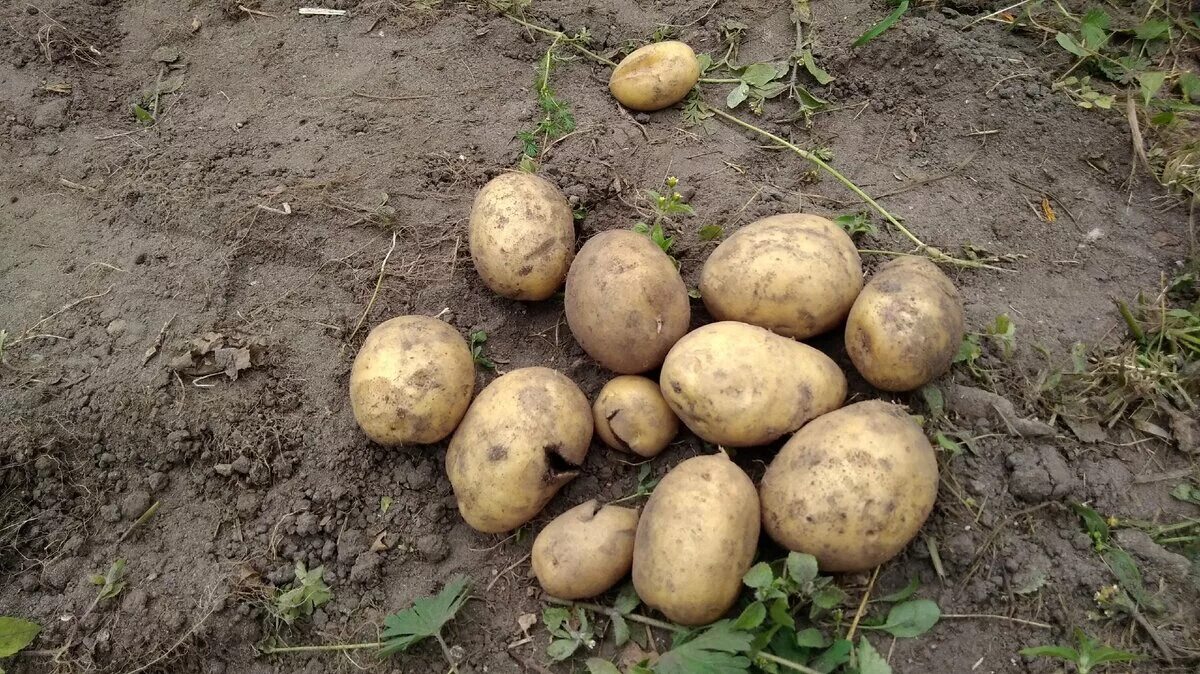 Можно ли сажать зеленую картошку
