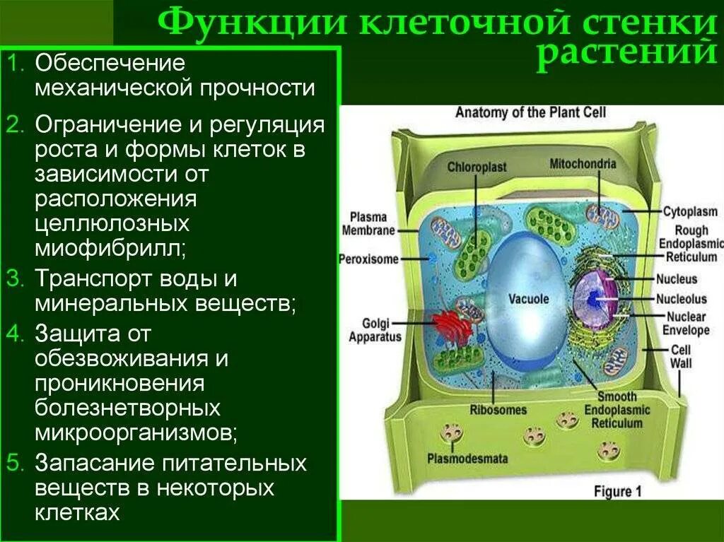 Оболочка в растительной клетке ответ. Клеточная стенка растительной клетки строение и функции. Функция клеточной стенки в растительной клетке. Строение клеточной стенки растительной клетки. Функции клеточной стенки растений.