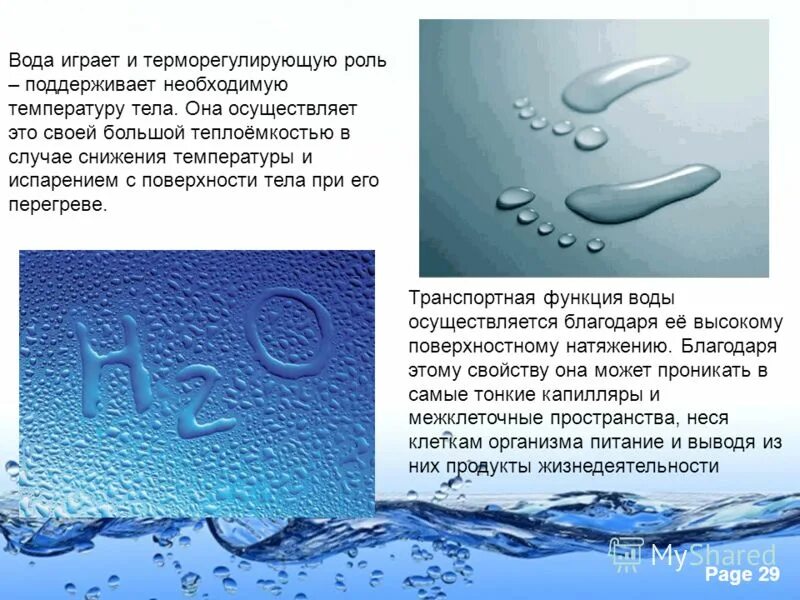 Вопросы связанные с водой. Транспортная роль воды. Транспортная функция воды. Терморегуляторная функция воды. Функции воды в природе.