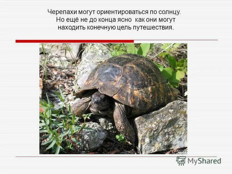 сколько воды надо красноухой черепахи. всемирный день черепахи. панцирь черепахи образован. как определить возраст красноухой черепахи в домашних условиях. сколько лет живут черепашки.