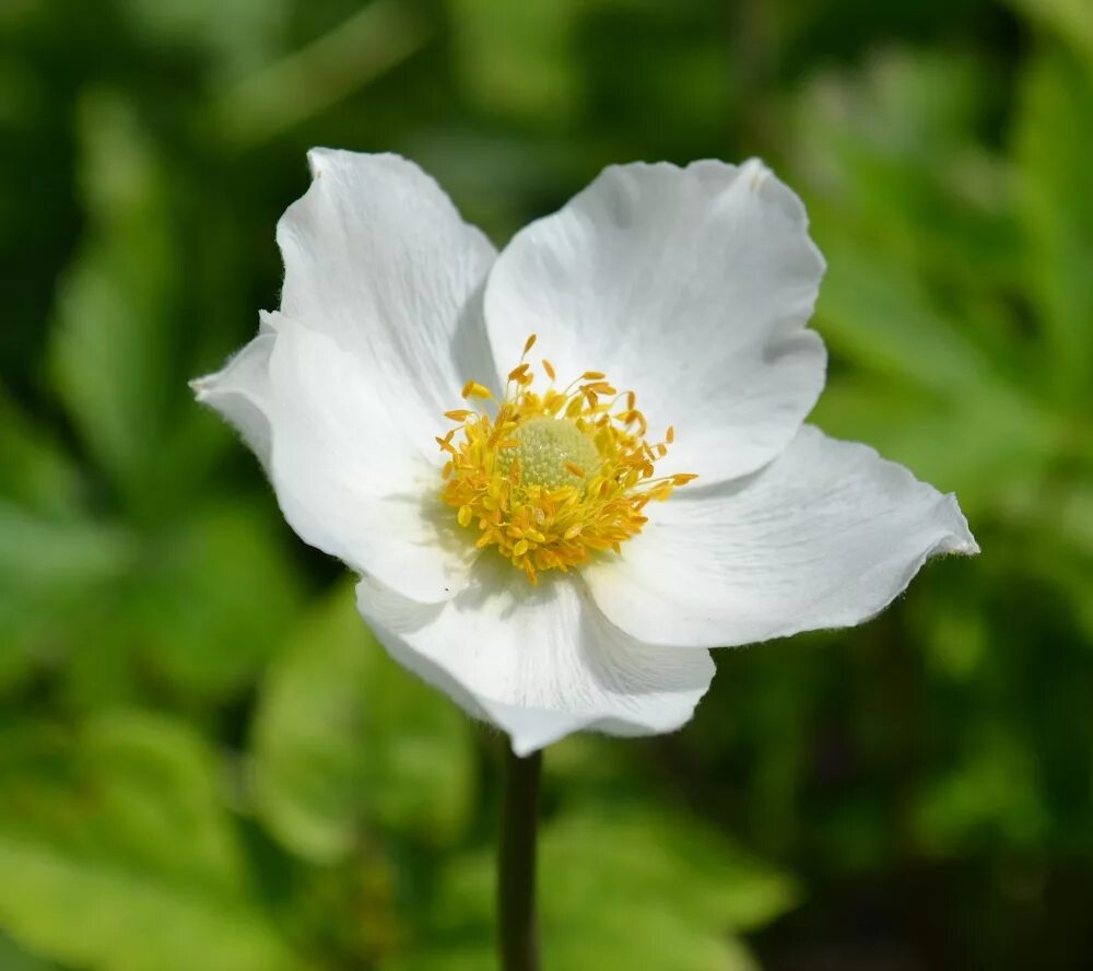 Ветреница Лесная (Anemone Sylvestris). Анемона махровая Вайт. Лесной анемон ветреница. Анемона Лесная белая ветреница. Анемона цветок фото и описание