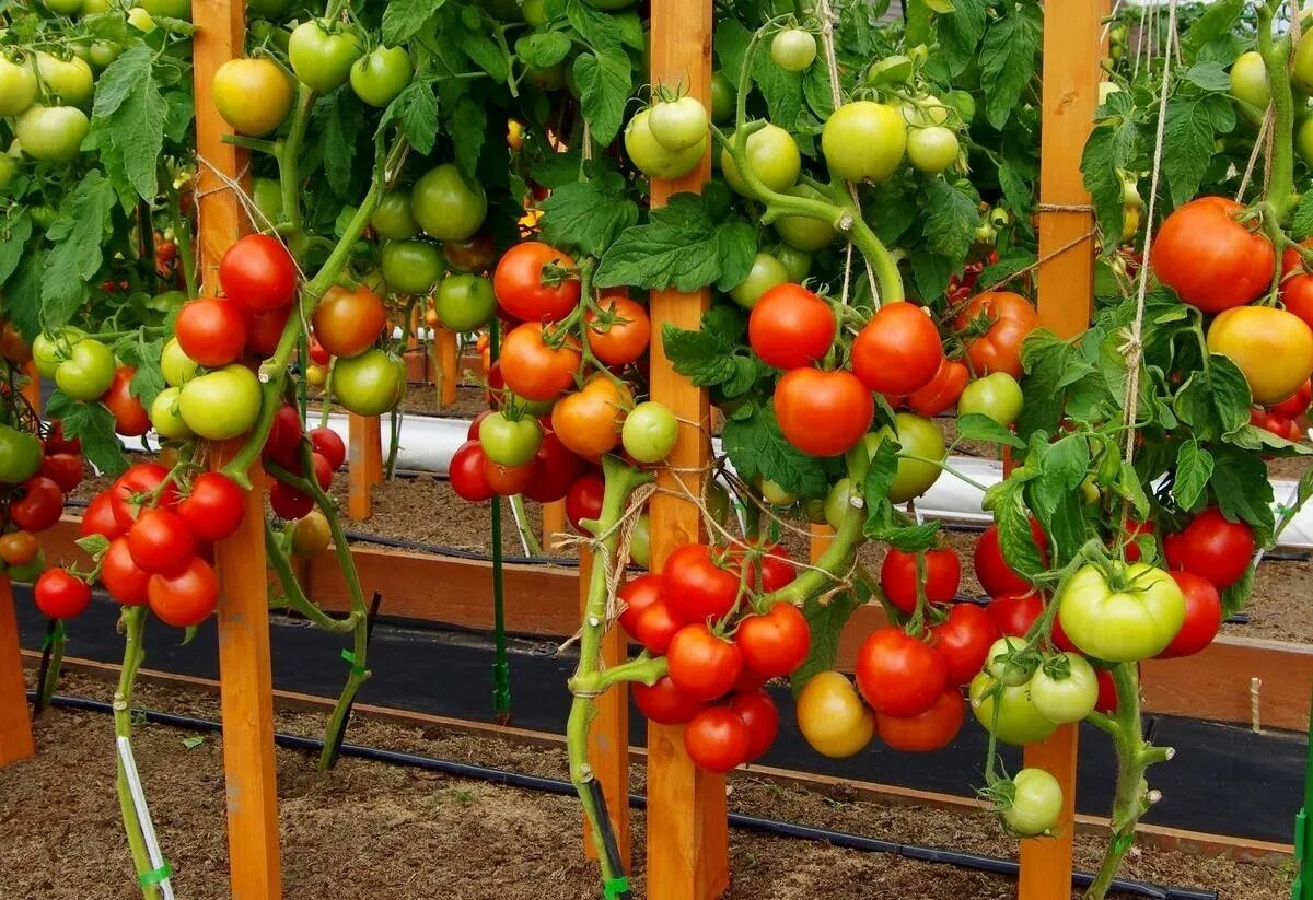 Томат софа f1 0,05г партнер (ц. Агрофирма партнер томаты софа. Агрофирма партнер / семена томатов "софа f1" / томат. Томат софа f1. Партнер томат софа f1.