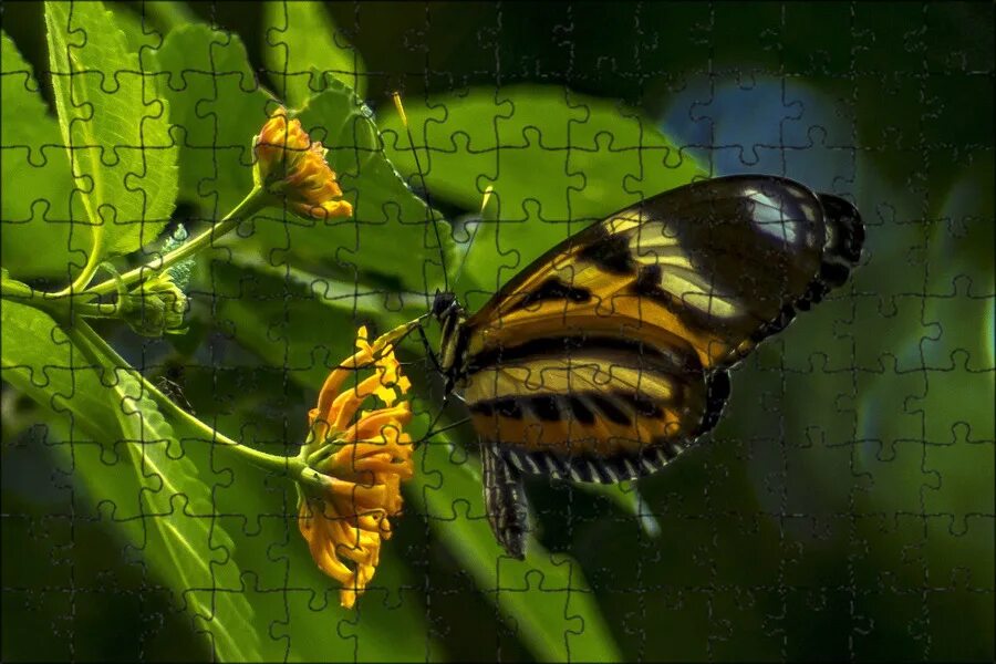 butterfly insect grass wallpapers from photomonstr - images from Fonwall