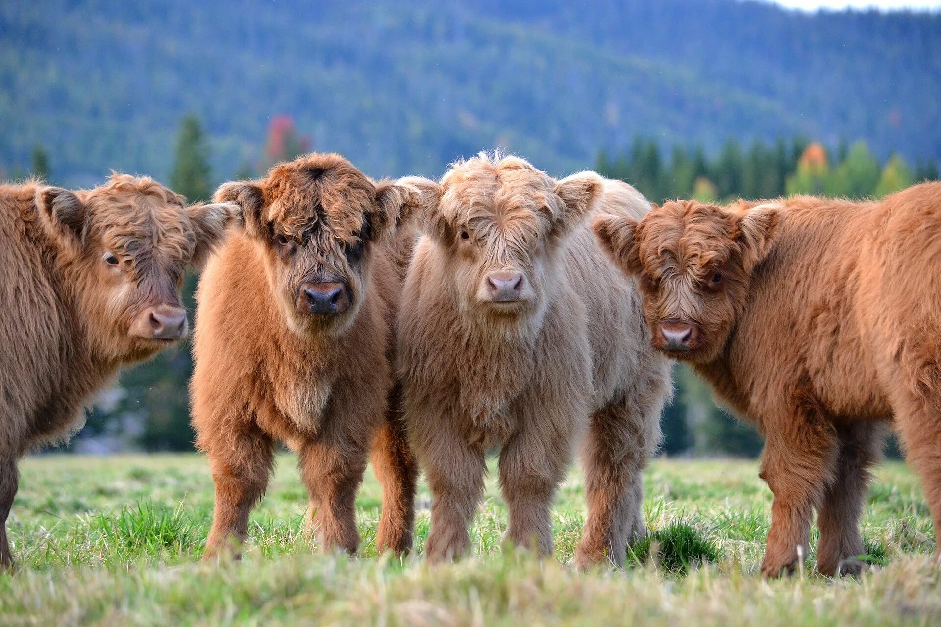 Хайленд (Highland Cattle) – Шотландская порода коров. Шотландский высокогорный теленок. Шотландская Высокогорная корова - хайленд. Шотландский бык хайленд.