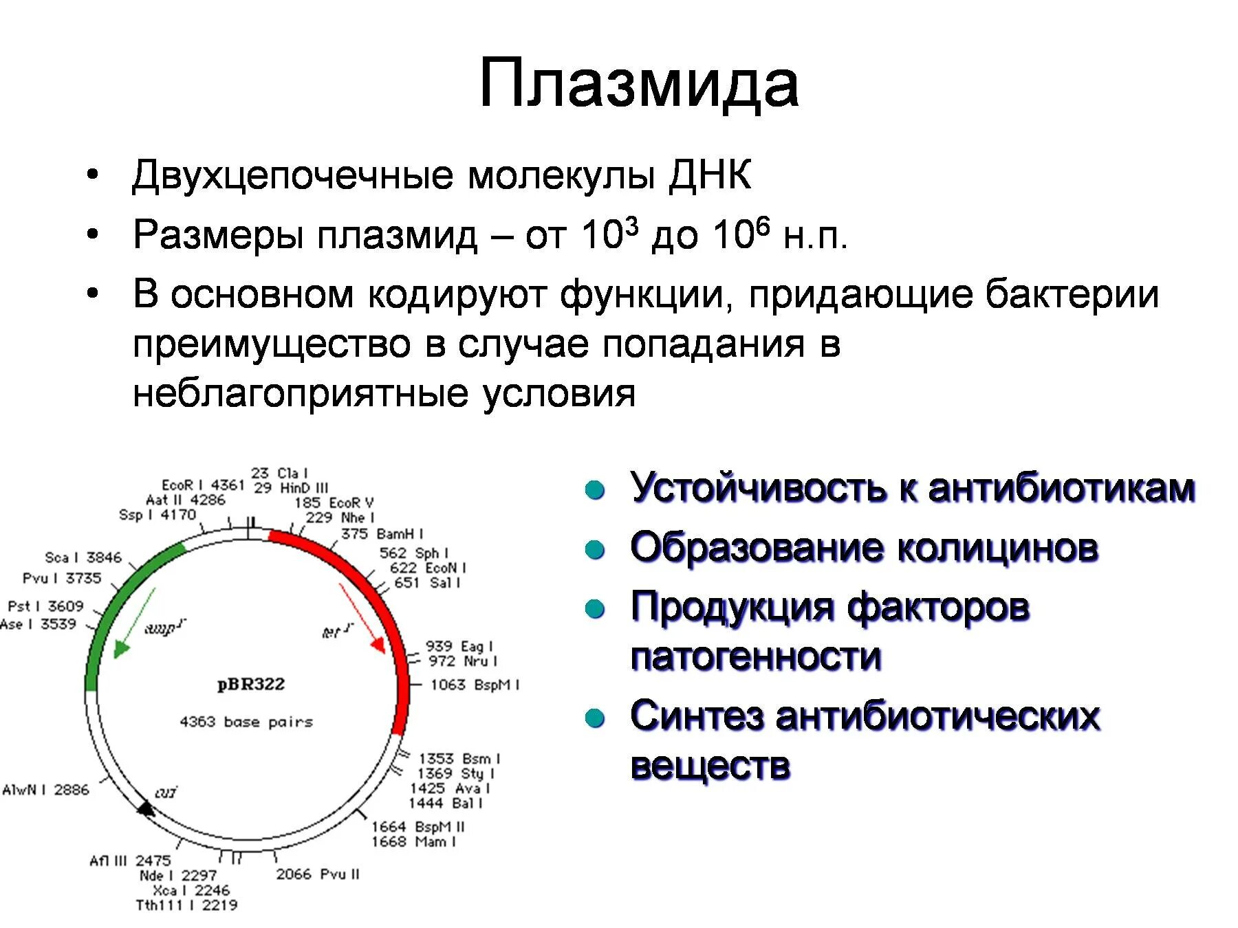 Плазмидами называются. Строение бактериальных плазмид. Строение бактерии плазмида. Строение бактериальной плазмиды. Плазмиды строение и функции.