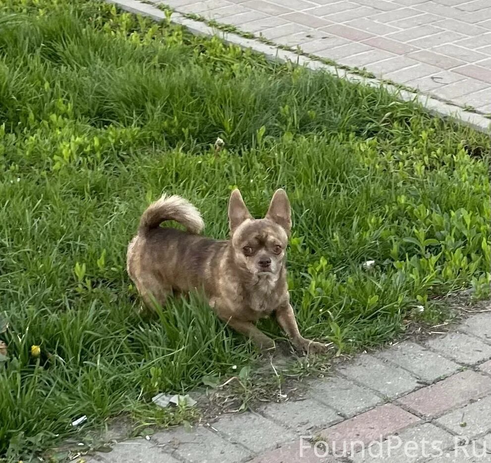 Собака люберцы