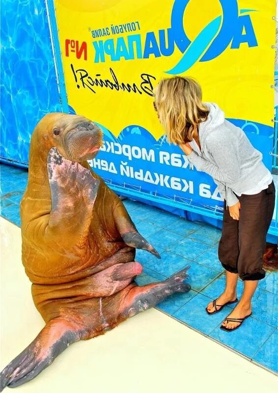 Моржовый python. Моржовый python
