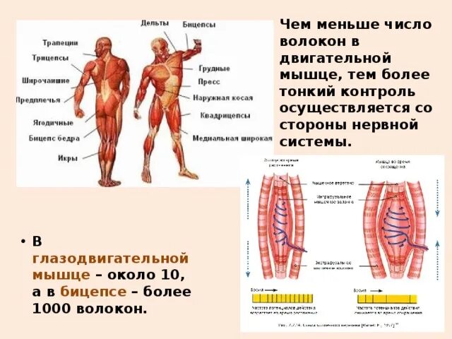 Работа скелетных мышц человека. Скелетные мышцы и их работа. Работа мышц и их регуляция. Регуляция скелетной мускулатуры. Строение мышц и их регуляция.