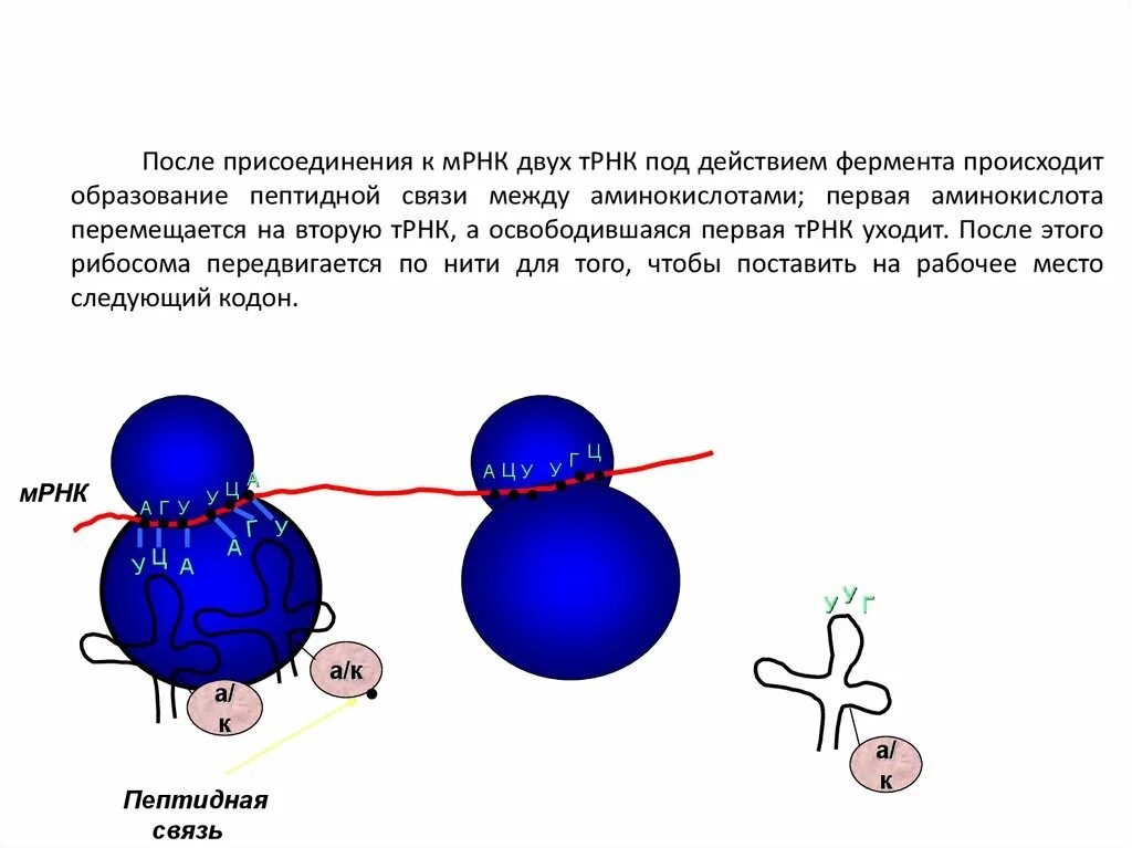 Взаимосвязь ядра и рибосом. Образование пептидной связи рибосома. Присоединение МРНК К рибосоме. Образование пептидных связей Биосинтез белка. Образование связи между ТРНК И аминокислотой.