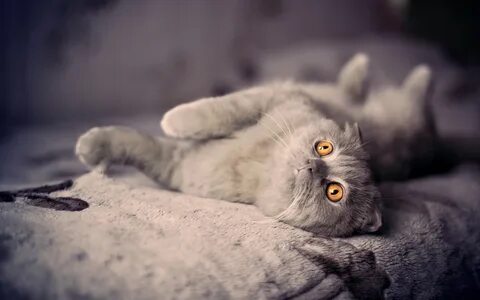 Котики 1920х1080