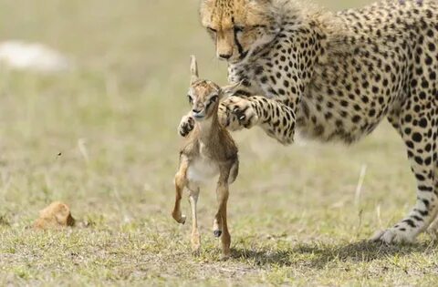 Gepardi ir gaļēdāji un viena no iecienītākajām dzīvnieku barībām ir gazeles...