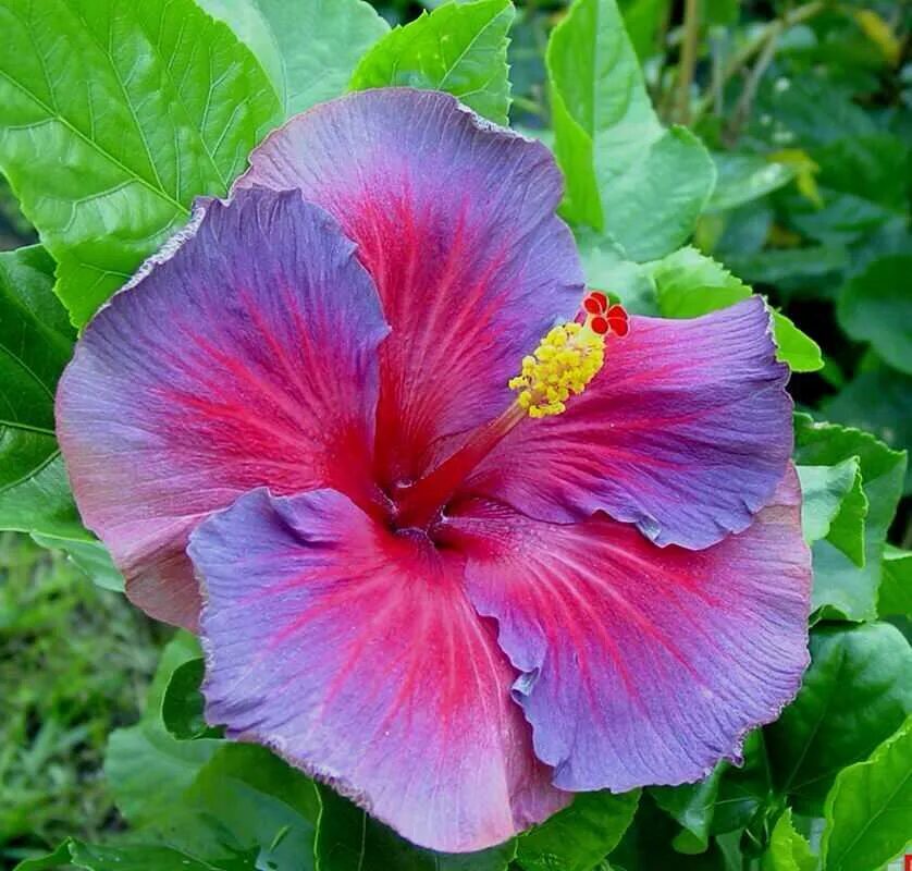 Гибискус расцвел. Гибискус (hibiscus) растение. Гибискус (hibiscus). Китайская роза (hibiscus rosa-sinensis). Гибискус китайский розан.