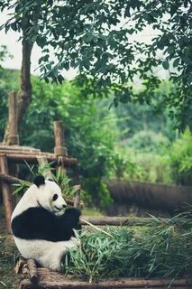 Pandas def