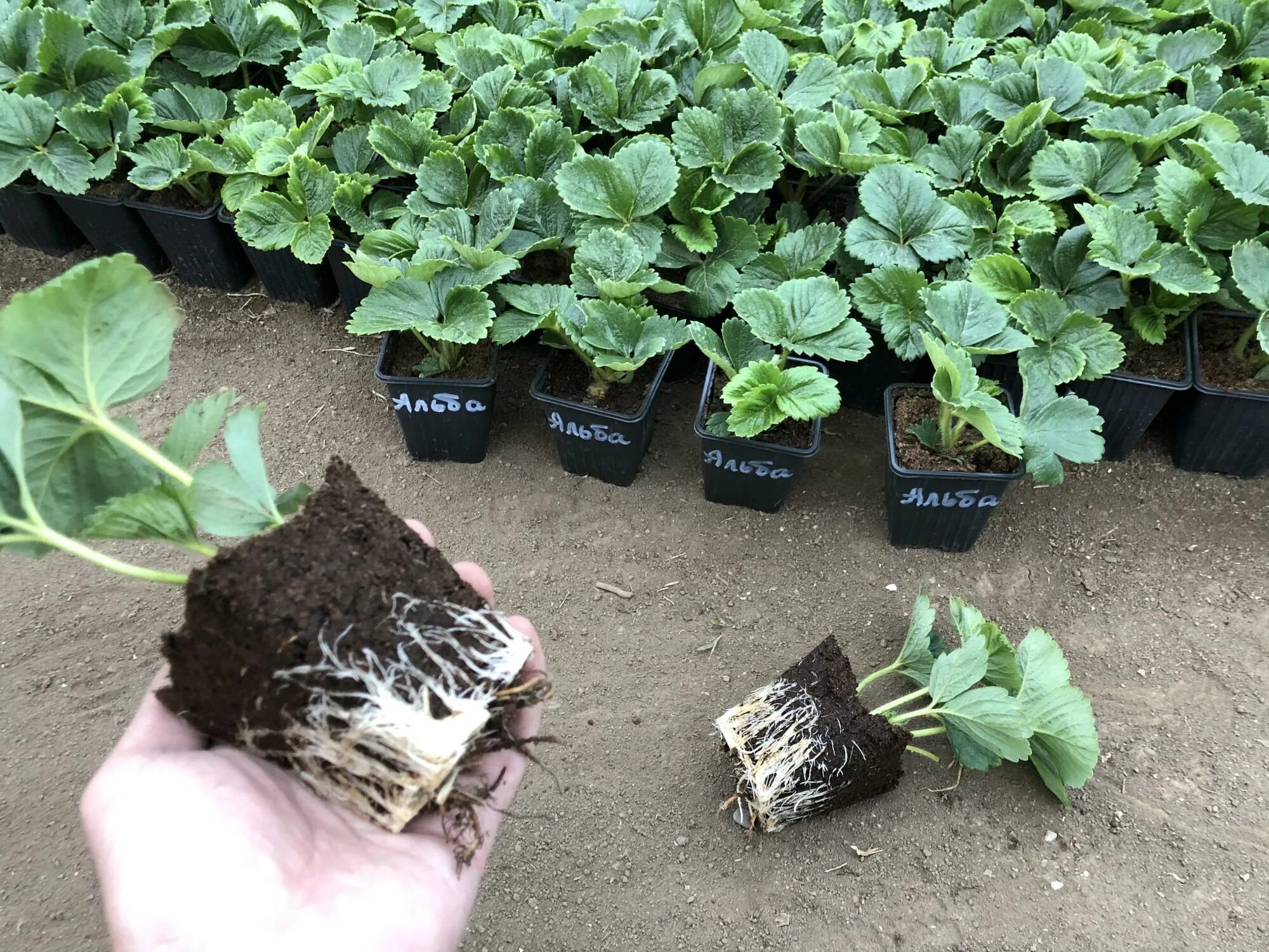 Дачник купил а саженцев клубники. Кассетная рассада клубники. саженец клубники краснодар.