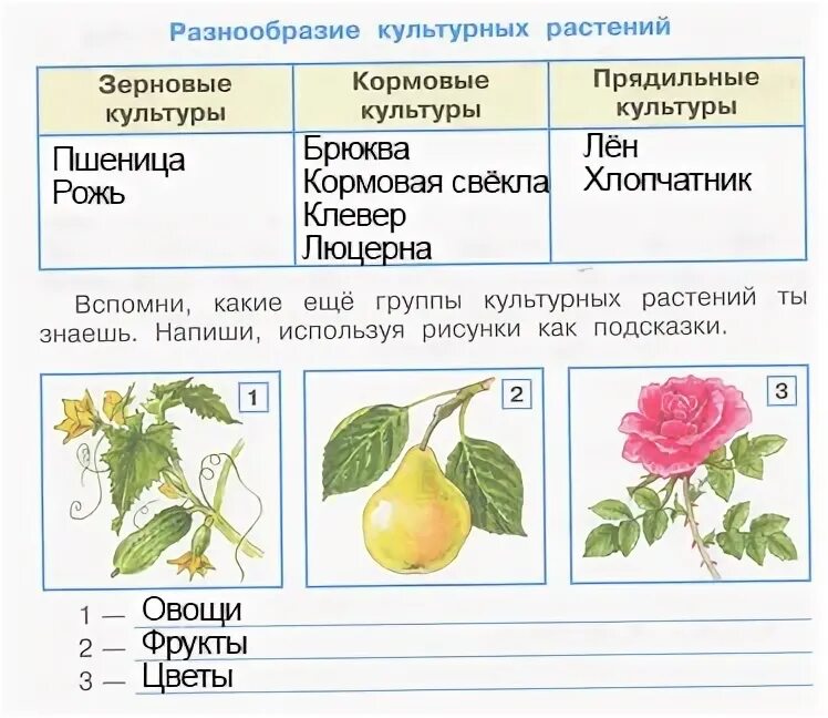 Выберите из списка культурные растения. Группы культурных растений. Группы культурных растений 3 класс окружающий мир. Группы культурных растений 3 класс окружающий. Группы культурных растений 2 класс окружающий мир.