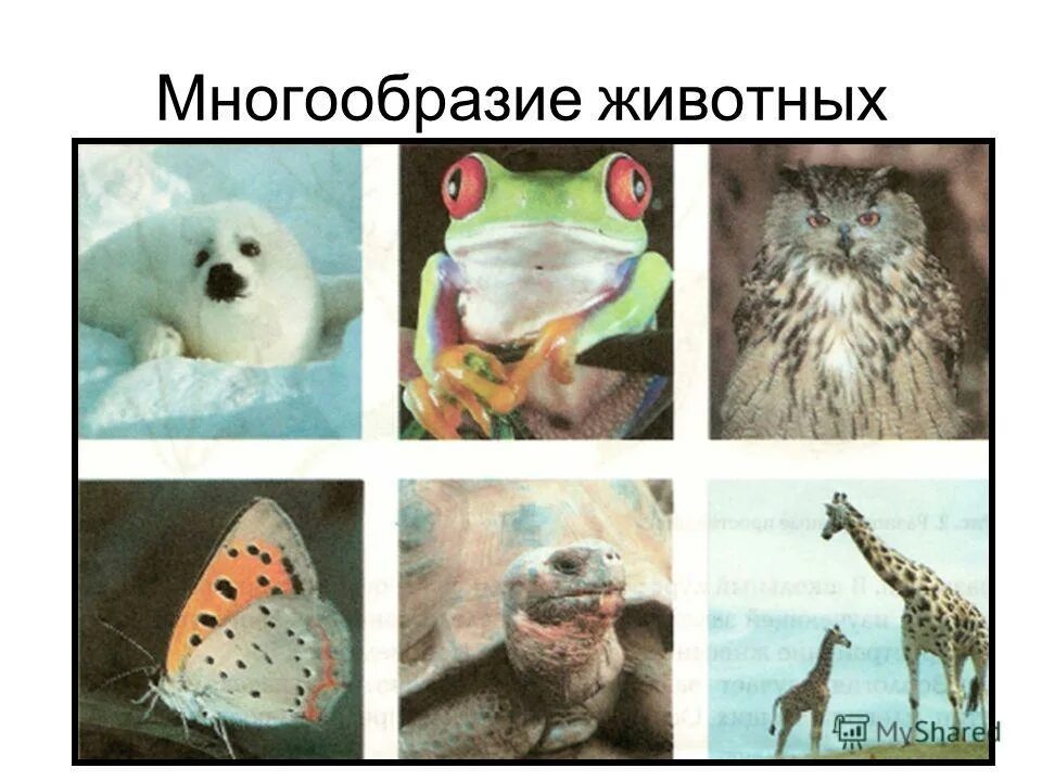 Почему мир животных многообразен. Многообразие животных в архангельской области. разнообразие животного мира зависит от. разнообразие животных кирова. многообразие животных в одинцово.
