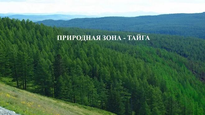 Поверхность природной зоны. Тайга природная зона. Таежная природная зона. Тайга природная зона Коми. Надпись Тайга.