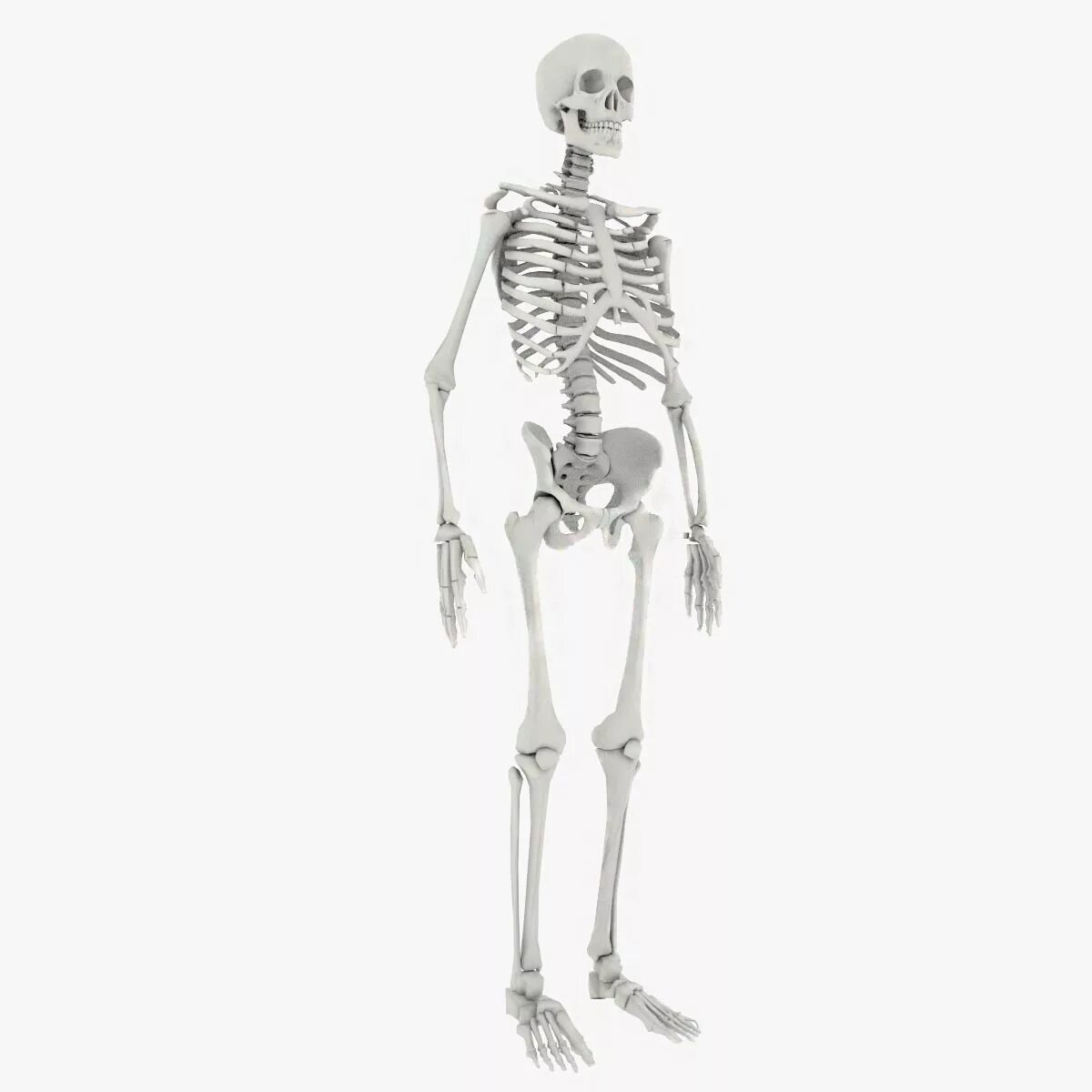 Скелет c4d. Человеческий скелет. Модель скелета. Макет человеческого скелета.