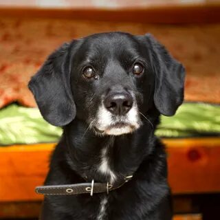 Dog like me