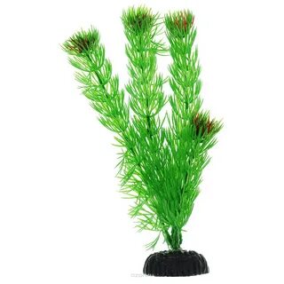 Plant 02