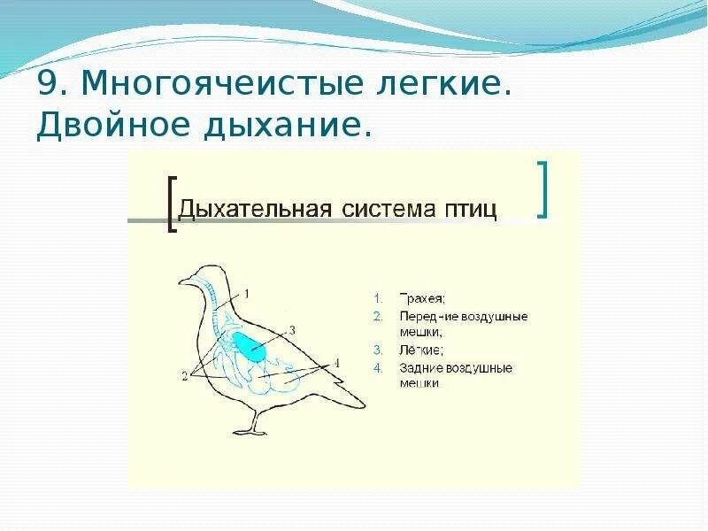 Конспект по теме класс птицы. Класс птицы общая характеристика. Характеристика класса птицы. Класс птицы легкие. Общая характеристика птиц 2 класс.