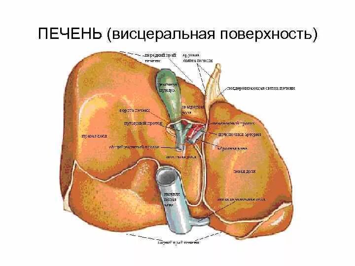 В ворота печени входят. Борозды печени на висцеральной поверхности. Висцеральная поверхность печени схема. Висцеральная поверхность печени анатомия. Висцеральная поверхность печени анатомия латынь.