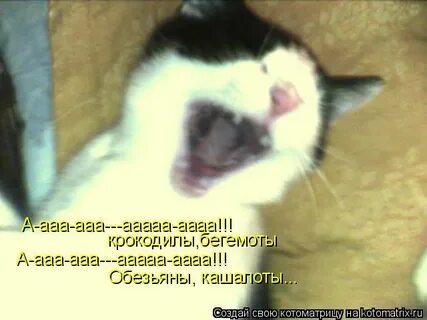 Ааа обезьяны