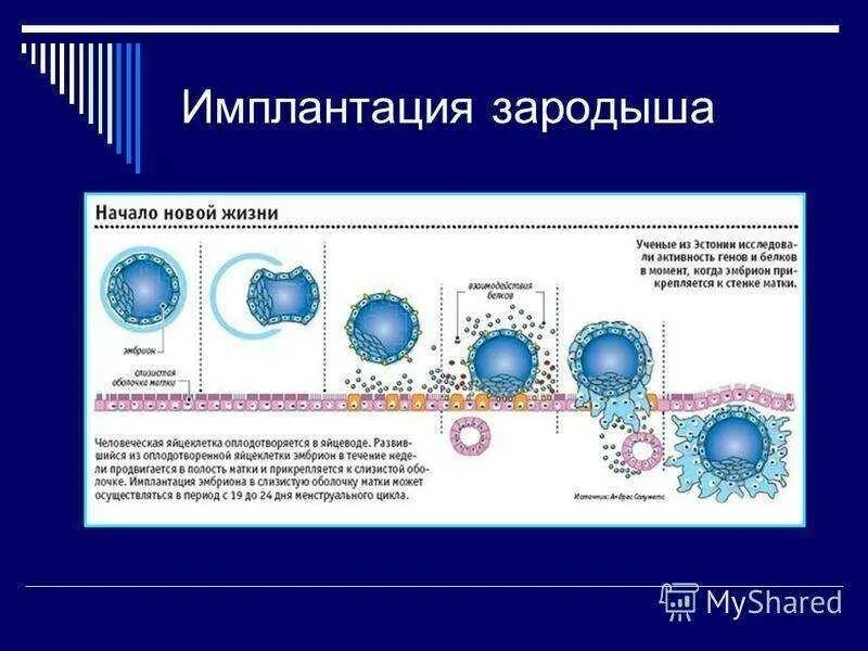 Имплантация эмбриона симптомы. Схема процесса оплодотворения имплантации. Фазы имплантации зародыша. Процесс имплантации плодного яйца. Стадии имплантации зародыша.