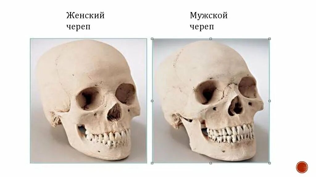 Различия черепа мужчины и женщины. Череп мужской и женский анатомия. Отличие мужского черепа от женского. Череп мужчины и женщины. Череп мужчины и женщины.