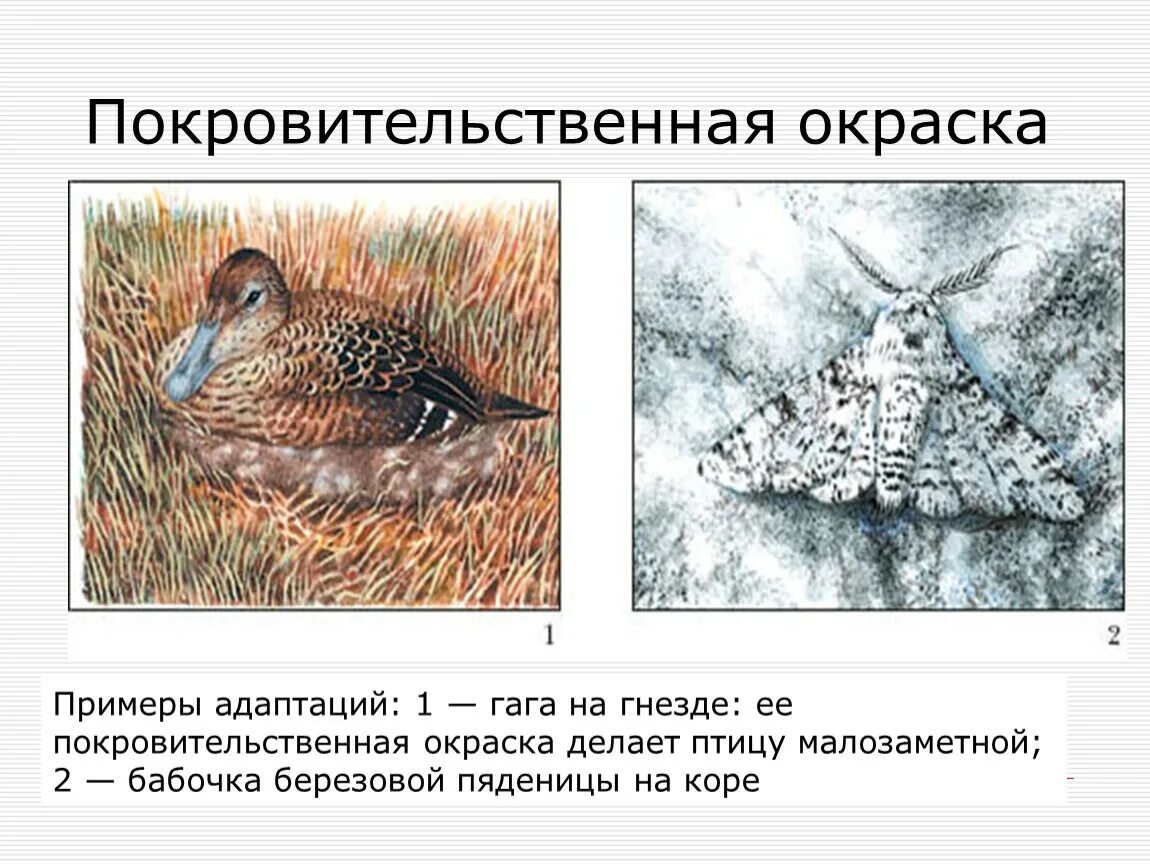Выберите примеры идиоадаптаций покровительственная окраска животных Картинки УКАЖИТЕ ПРИМЕР ИДИОАДАПТАЦИИ У РАСТЕНИЙ