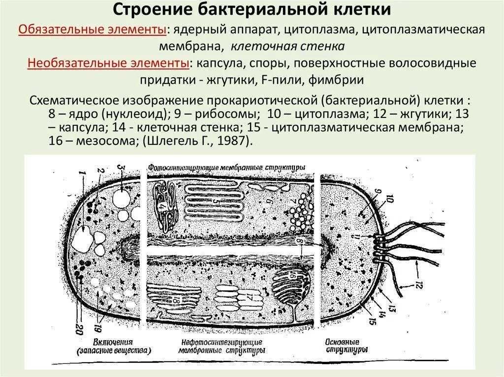 Компоненты микроорганизмов и микроорганизмов. Морфология и ультраструктура бактериальной клетки. Строение бактериальной клетки строение бактериальной клетки. Клостридии форма бактерии. Химический состав микроорганизмов.