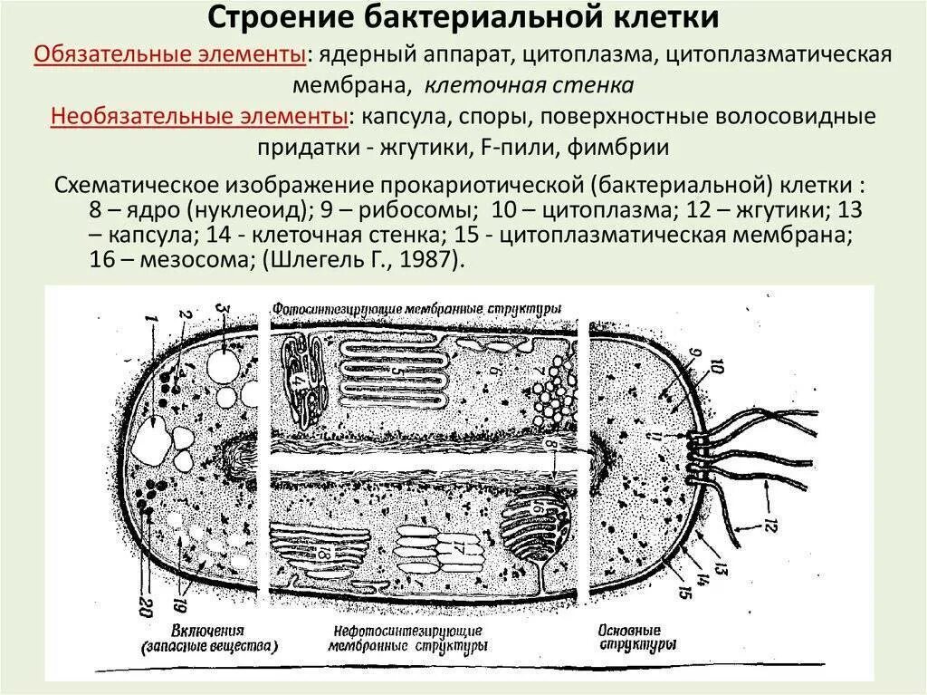 Оболочка споры бактерии