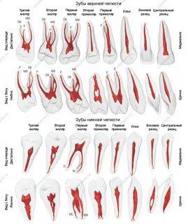Строение зуба человека рисунок - найдено 80 фото