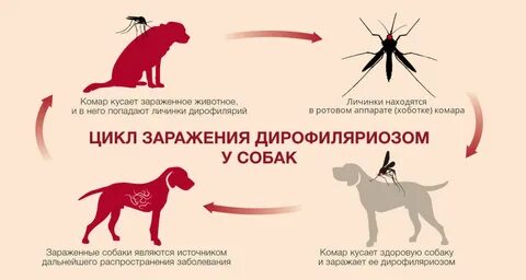Кто укусил собаку