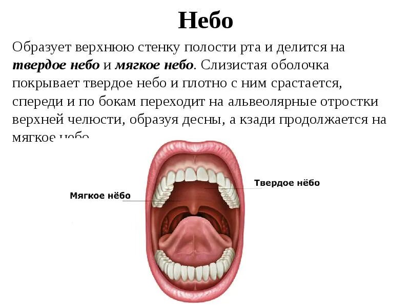 Твердое небо в полости рта. Мягкое и твердое небо в ротовой полости.